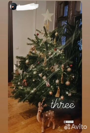 Новогодние ели и пихты премиального качества