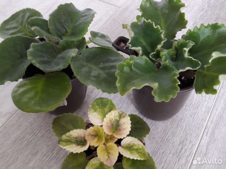 Детки сортовых фиалок