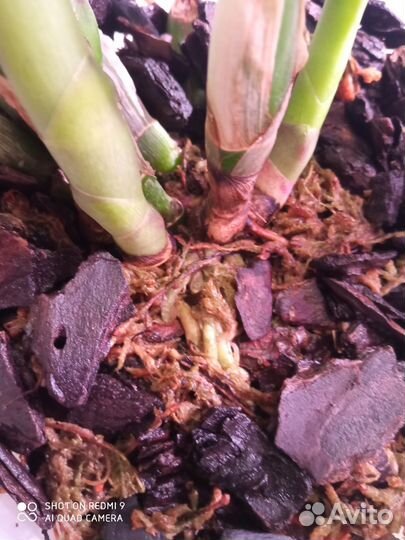 Орхидея каттлея