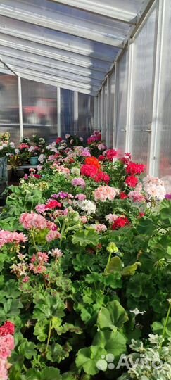 Герань пеларгония