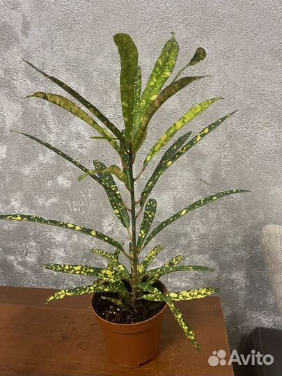 Замиокулькас, хамедорея, кодиеум, алоказия