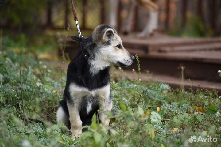 Щенок мелкой породы