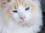 Удивительной красоты кот с голубыми глазами