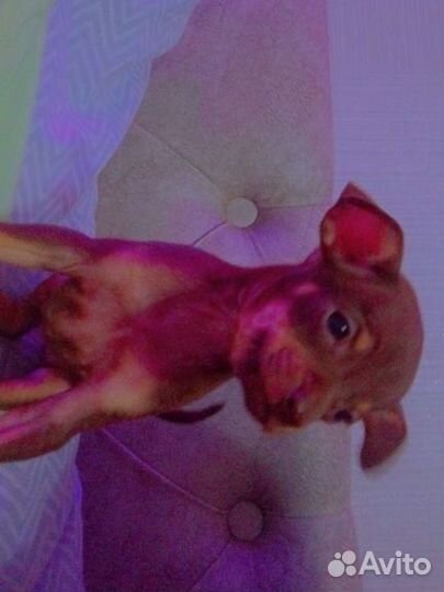 Той-терьер щенки