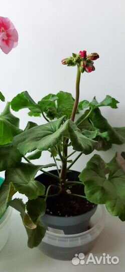 Пеларгония герань