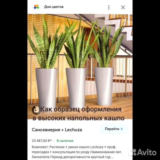 Сансевиерия. Щучий хвост