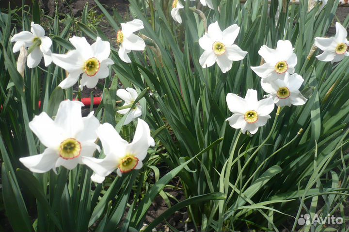 Нарциссы для сада