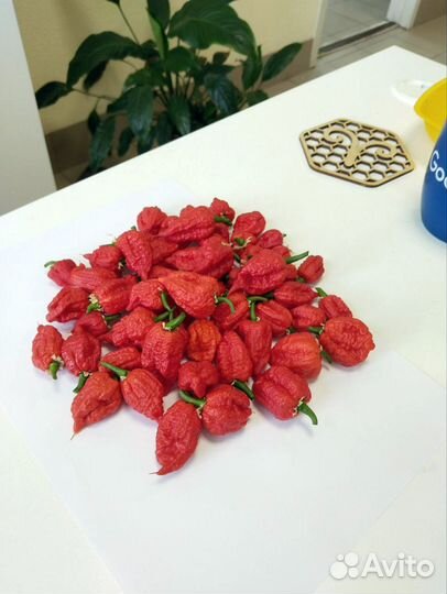 Перец Каролина Рипер плоды и семена