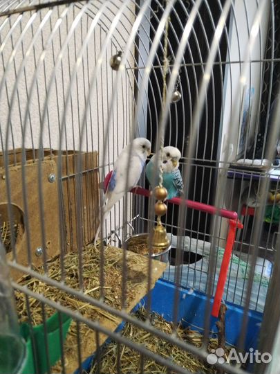 Волнистый попугай