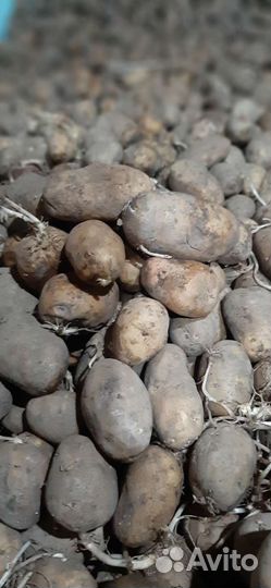 Картофель семенной на посадку