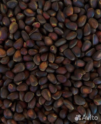 Кедровый орех в скорлупе