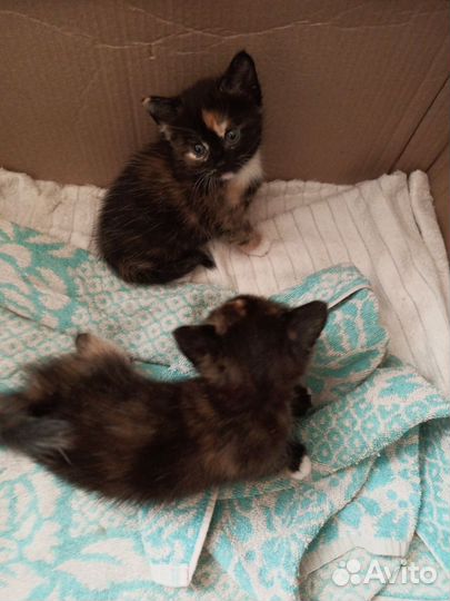 Котята девочки в очень добрые руки