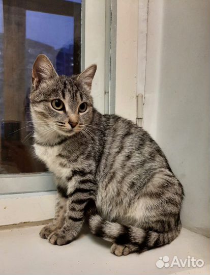 Красивая кошка Фифа