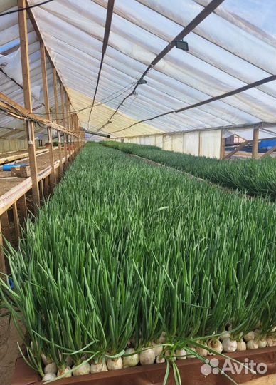 Лук зеленый свежей срезки LUK-3353