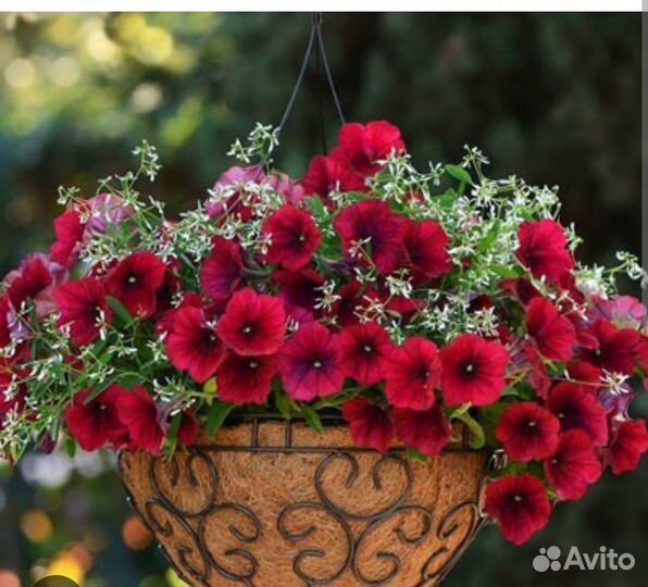 Петуния Изи Вейв красная, коралловая, рассада