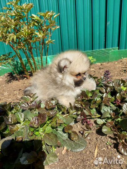 Девочки шпицы РКФ