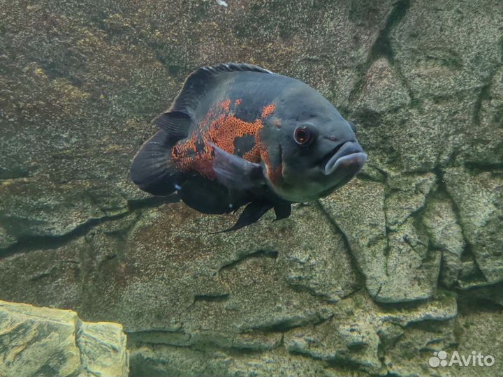 Рыбы, аквариумы