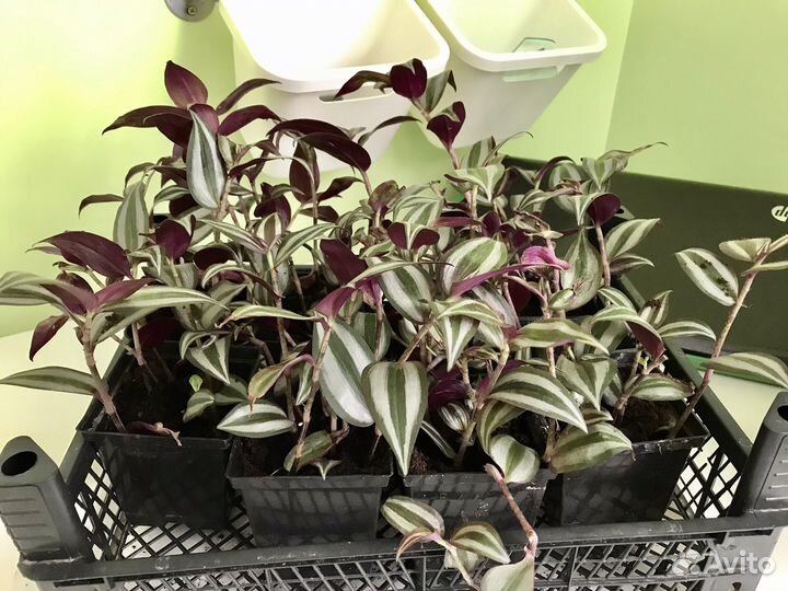 Традесканция зебрина