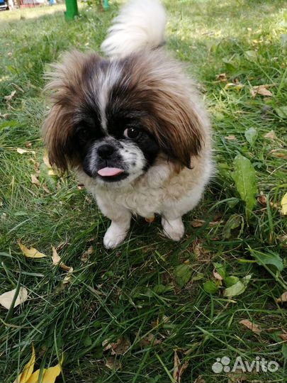 Вязка пекинес