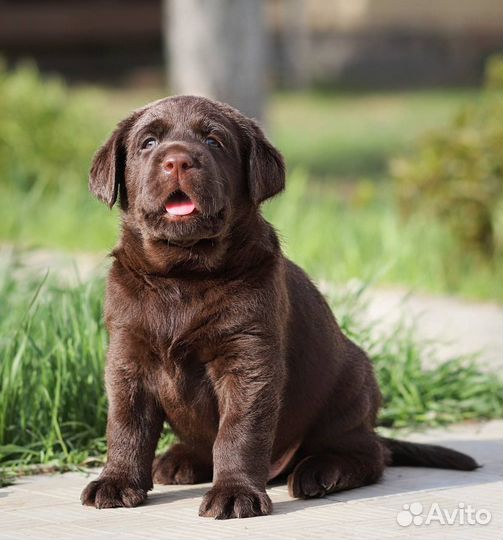 Щенки лабрадора