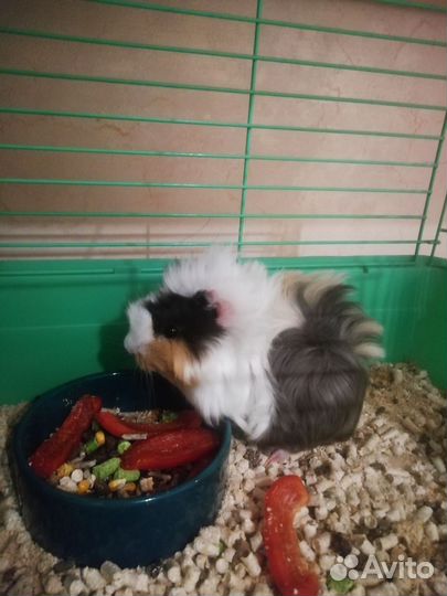 Морская свинка девочка