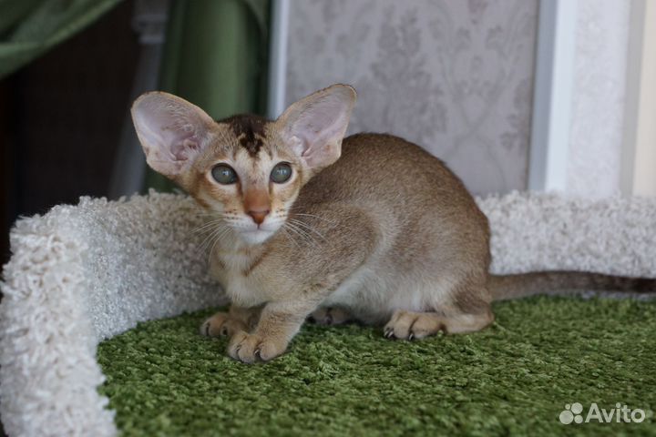 Ориентальные котята