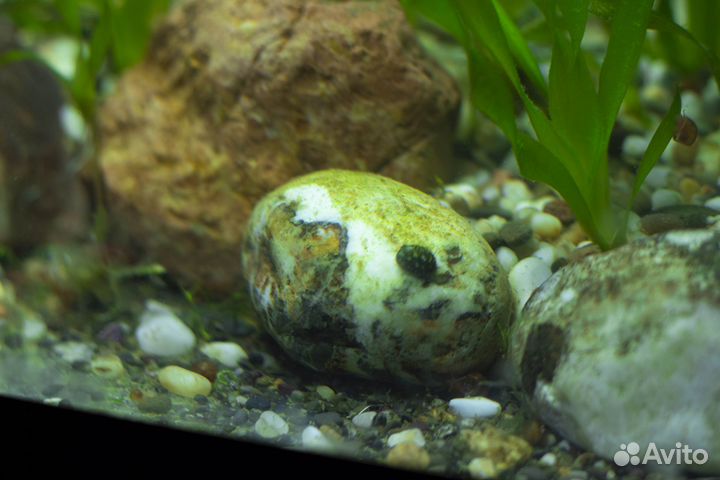 Аквариумные рыбки