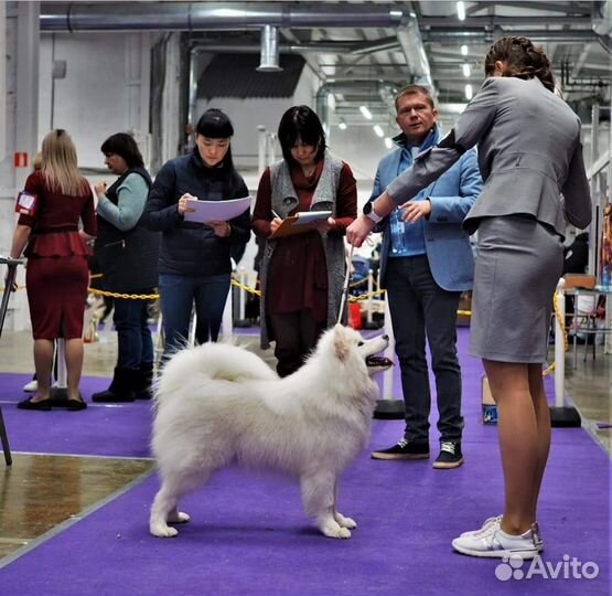 Услуги хендлера