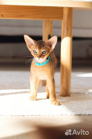 Абиссинский котёнок
