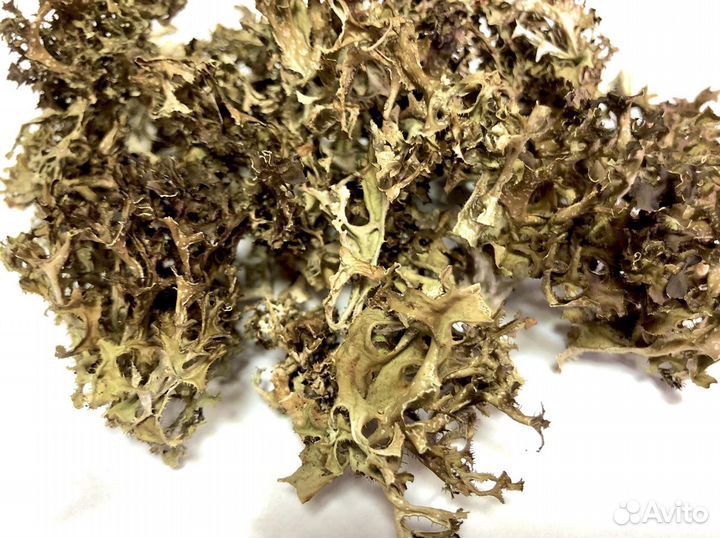 Цетрария (Исландский мох)