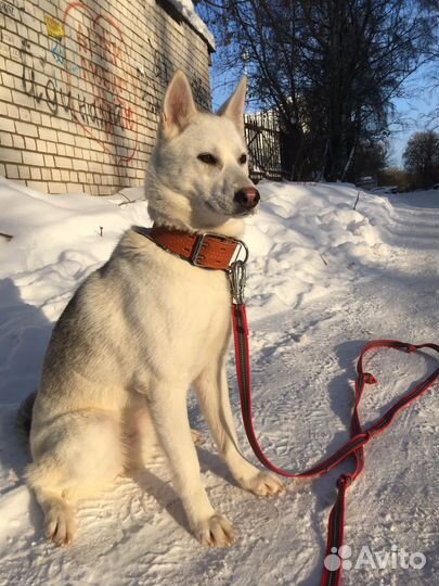 Обучение собак/кинолог