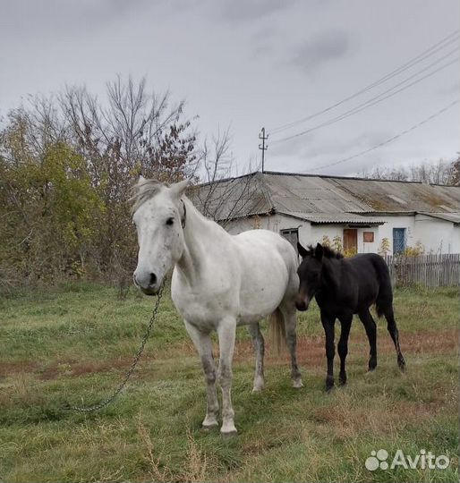 Лошадь кобыла