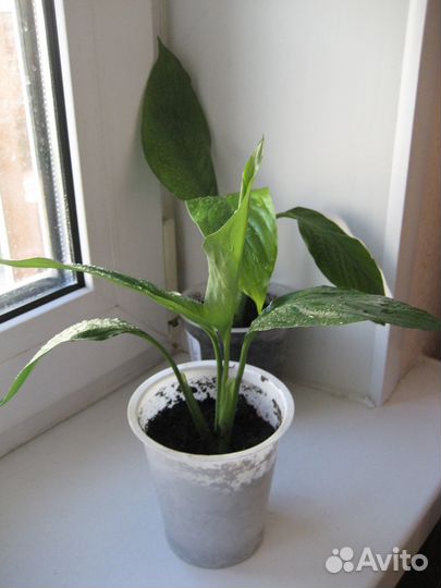 Спатифиллум