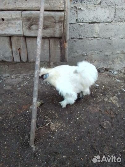 Петух китайский шелковый