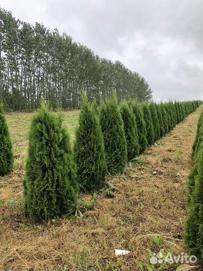 Туя 2м