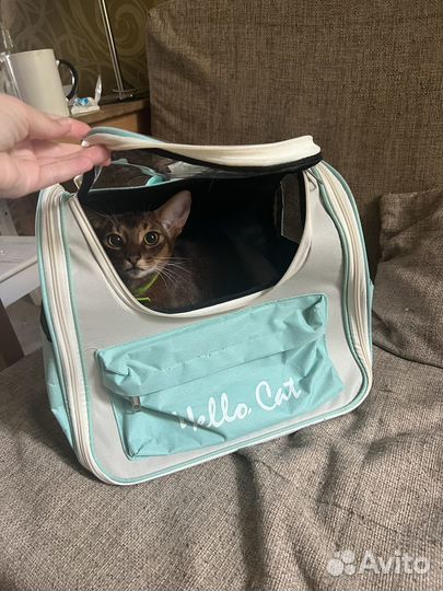 Переноска для кошек (рюкзак)