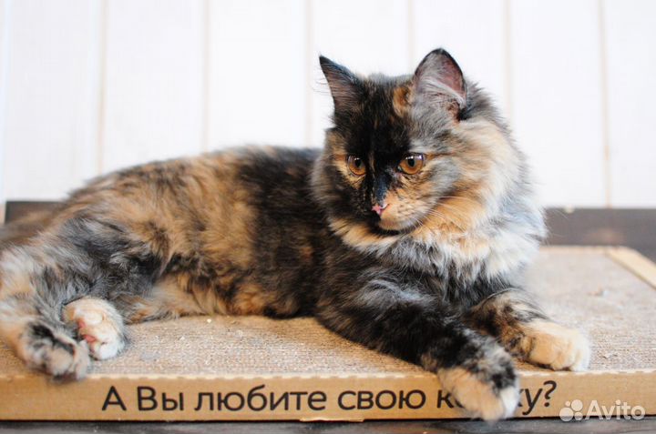 Котенок ищет семью