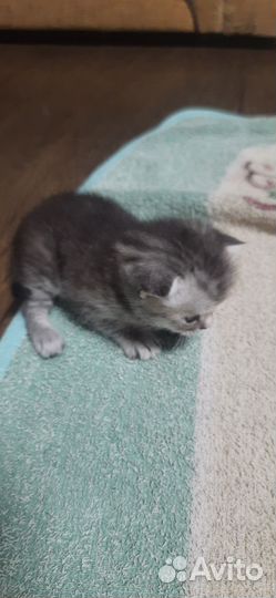 Шотландские котята