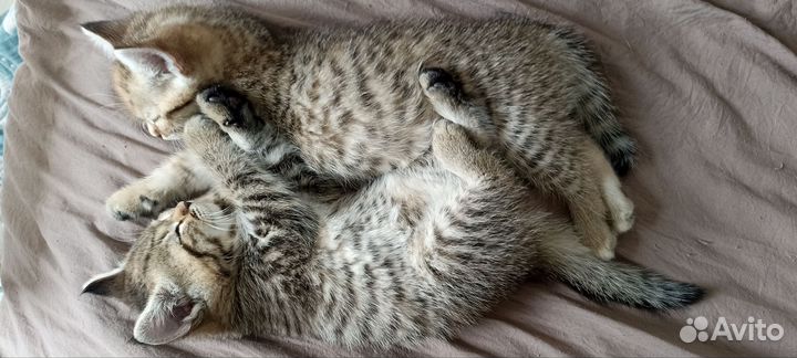 Британские котята