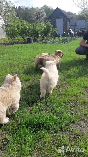 Щенки маламут