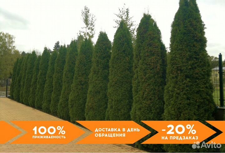 Туи Ростовка большая 4 м