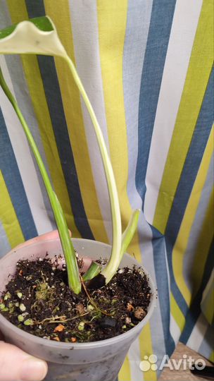 Монстера Альба детка