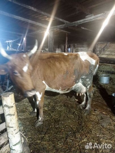 Продается корова