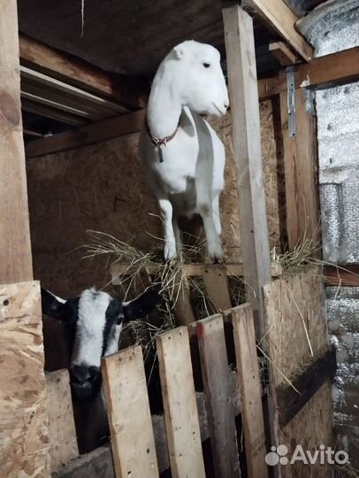 Коза ламанча