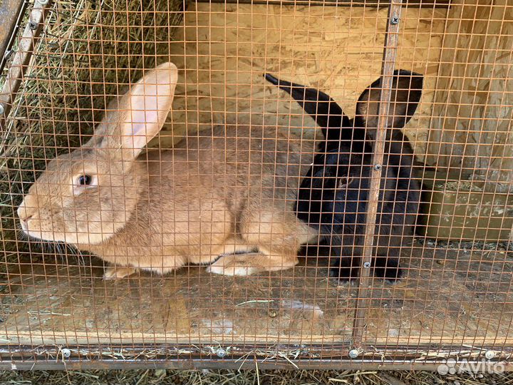 Продам кроликов