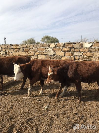 Бычки на откорм