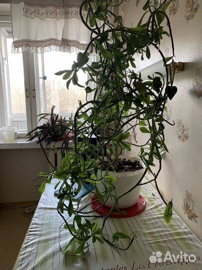 Традисканция рэо,домашний цветок