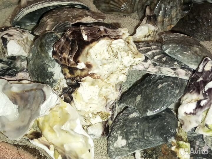 Морские ракушки, рапаны