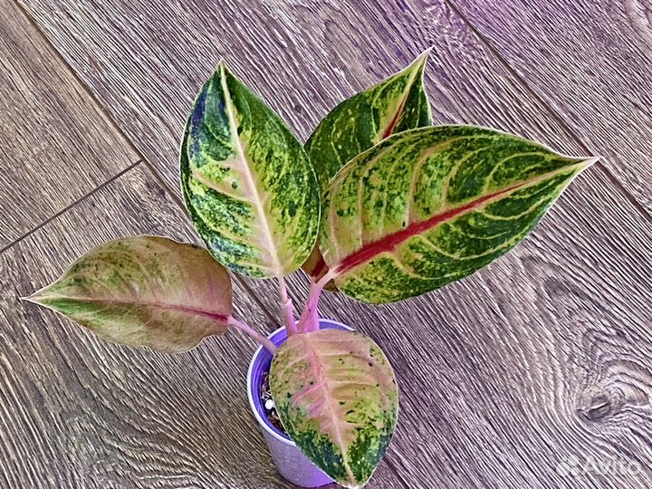 Аглаонемы тайские редкие