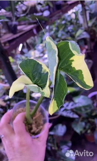 Ксантозома альбомаргината Микки Маус